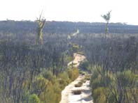 HT11, -31.654707, 120.498841,Trees HT11, -31.654707, 120.498841,Trees